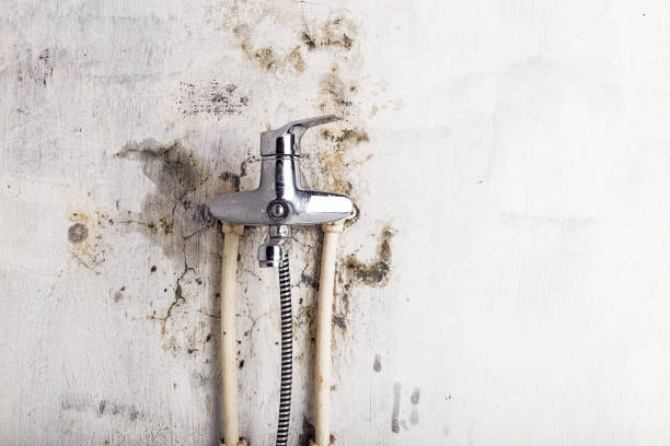 Professional Mold Remediation in Northwoods, MO