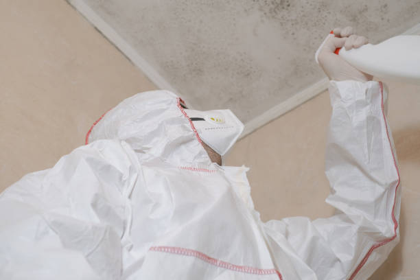Best Attic Mold Remediation in Northwoods, MO