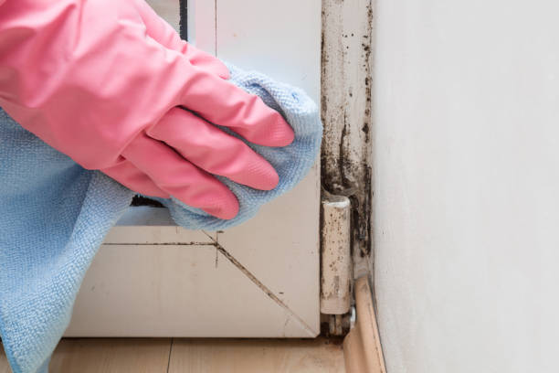 Best Black Mold Remediation in Northwoods, MO